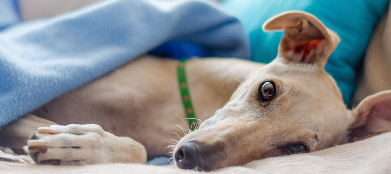 greyhound lying on blanket; adopt a greyhound; gpnl